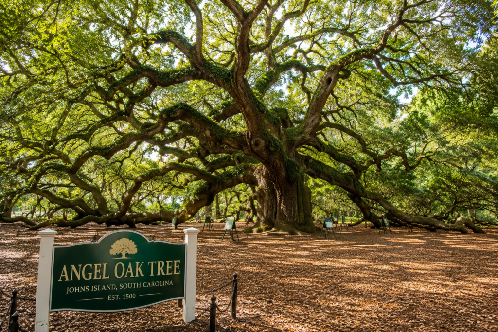 Angel Oak tree on Johns Island near Charleston South Carolina